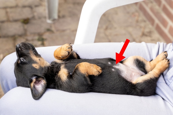 Do Dogs Have Belly Buttons
