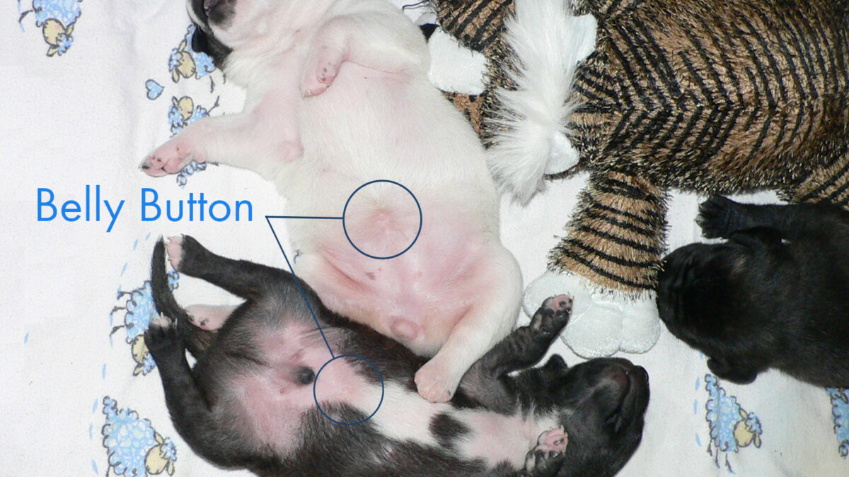 Do Dogs Have Belly Buttons