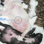 Do Dogs Have Belly Buttons