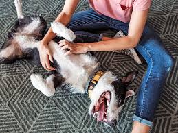 Do Dogs Have Belly Buttons