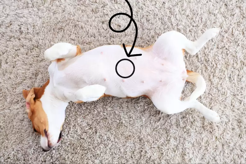 Do Dogs Have Belly Buttons