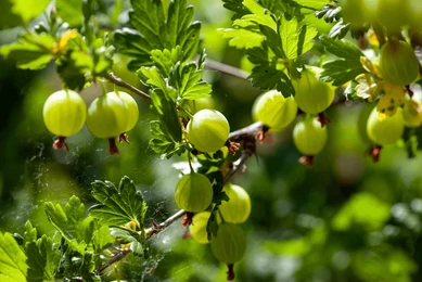 Gooseberry Discount Codes
