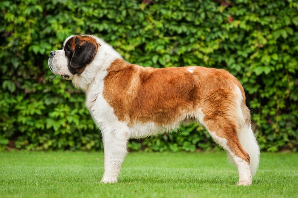 Beethoven Dog
